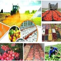 تولید سالیانه پنج میلیون تن محصول کشاورزی در آذربایجان‌شرقی