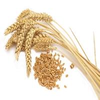  قیمت گندم صادراتی در بازارهای جهانی افزایش یافت