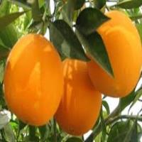 توزیع 1.5 میلیون تن پرتقال در مازندران/ظرفیت توزیعی مرکبات نامناسب است