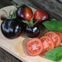تولید نخستین چاشنی گوجه سیاه جهان در رفسنجان
