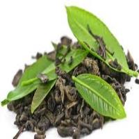 پرداخت ۶۶ درصدی مطالبات چایکاران/برداشت چین چهارم برگ سبز چای آغاز می‌شود